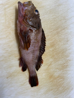 ガシラの釣果