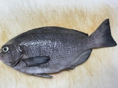 グレの釣果