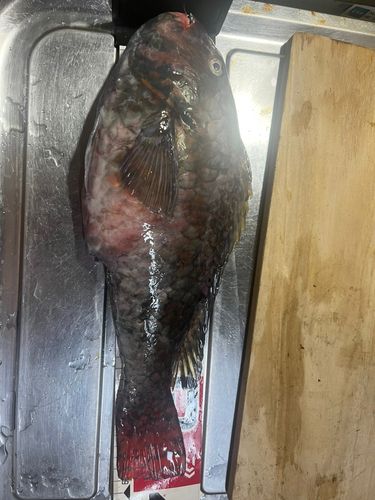 イガミの釣果