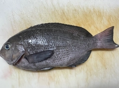 グレの釣果