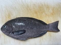 グレの釣果