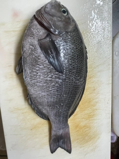 グレの釣果