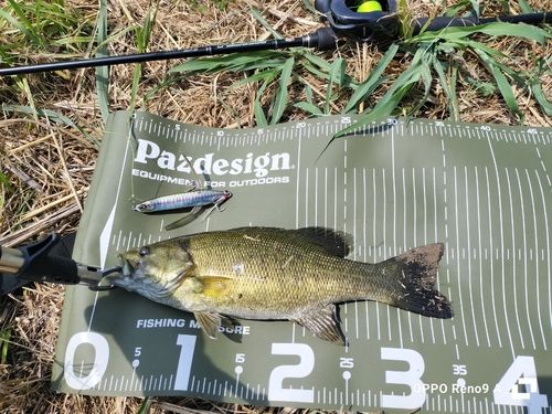 スモールマウスバスの釣果