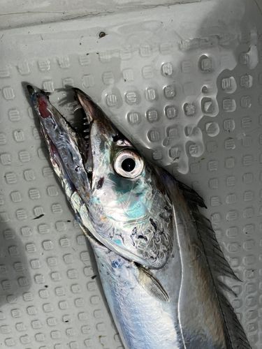 タチウオの釣果