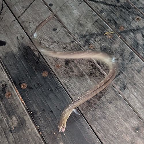 ホタテウミヘビの釣果