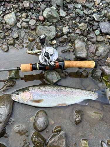 ニジマスの釣果
