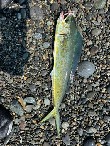 マルソウダの釣果