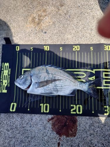 チヌの釣果