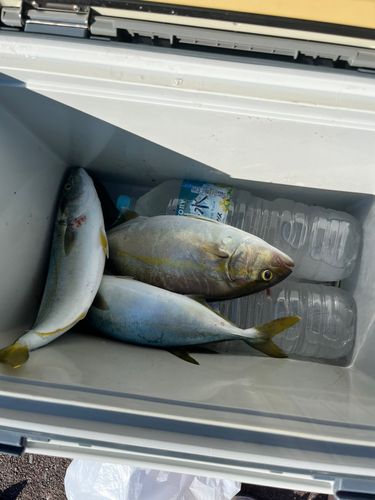 シオの釣果