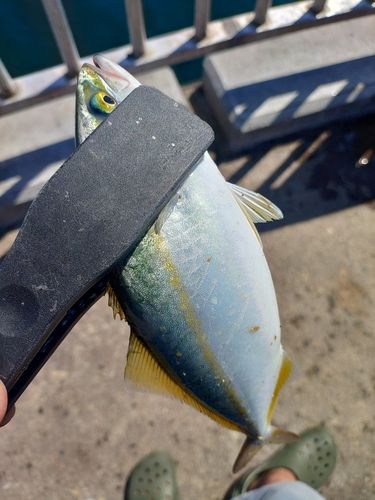 ツバスの釣果
