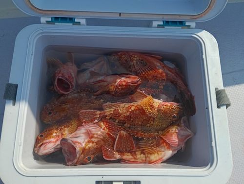 カサゴの釣果