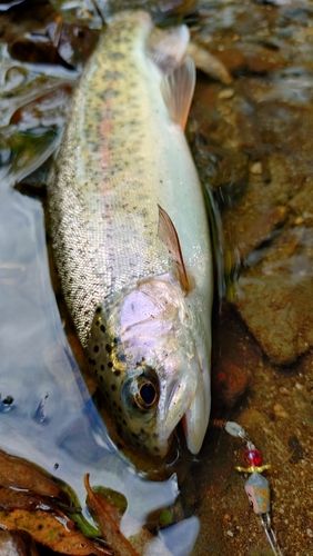 ニジマスの釣果