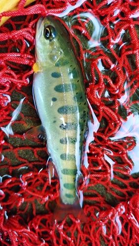 ヤマメの釣果
