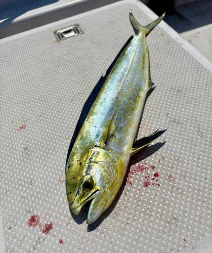 シイラの釣果