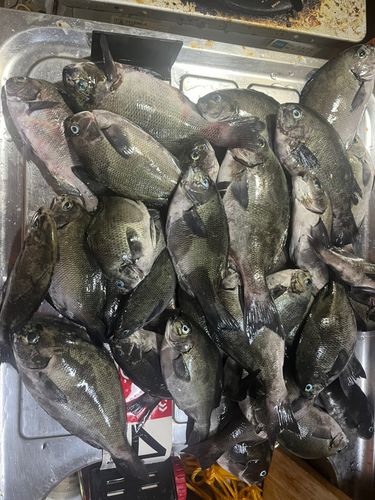 グレの釣果