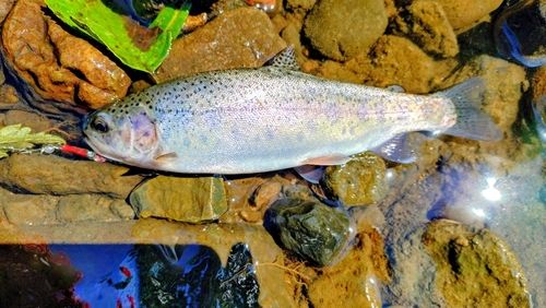 ニジマスの釣果