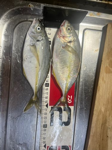 シマアジの釣果