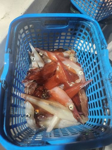 ケンサキイカの釣果
