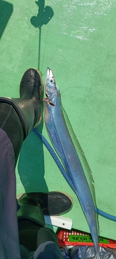 タチウオの釣果