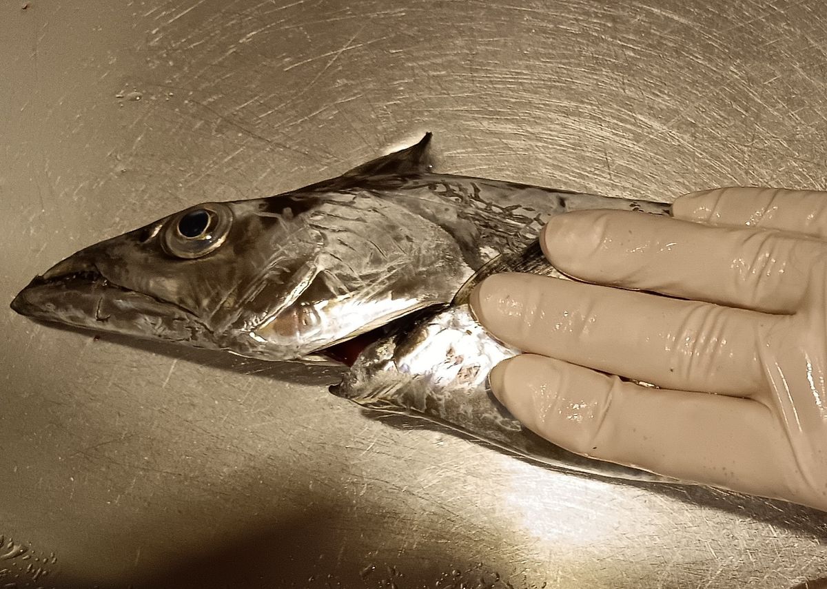 7割坊主さんの釣果 2枚目の画像