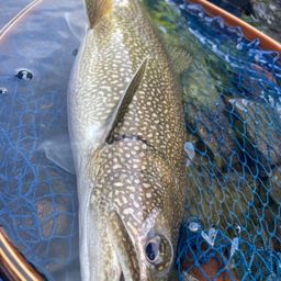 レイクトラウト