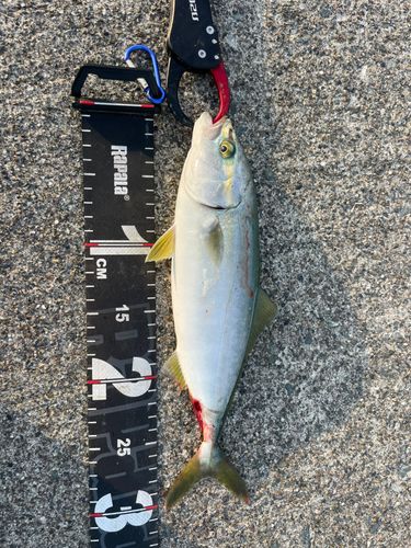 ワカシの釣果