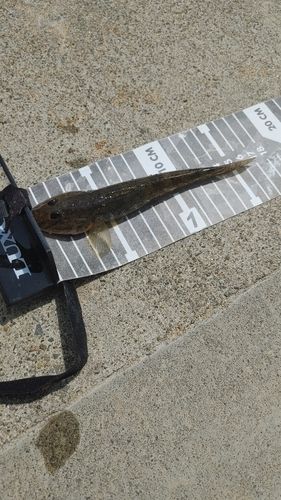 マハゼの釣果
