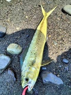 シイラの釣果