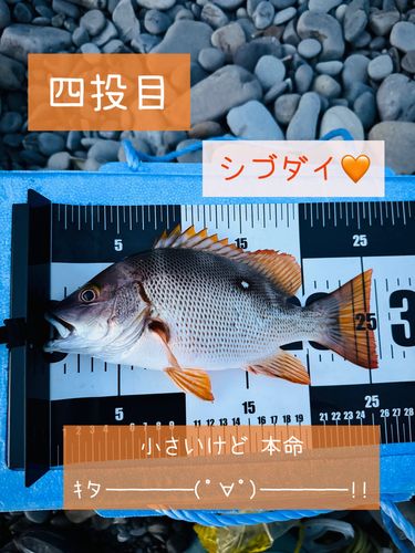 シブダイの釣果