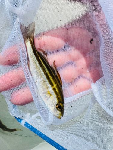 釣果