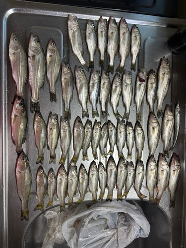 セイゴ（マルスズキ）の釣果