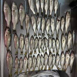 セイゴ（マルスズキ）