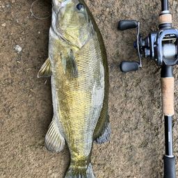 スモールマウスバス