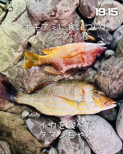 シブダイの釣果