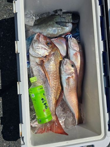 アマダイの釣果