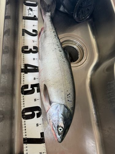 サケの釣果