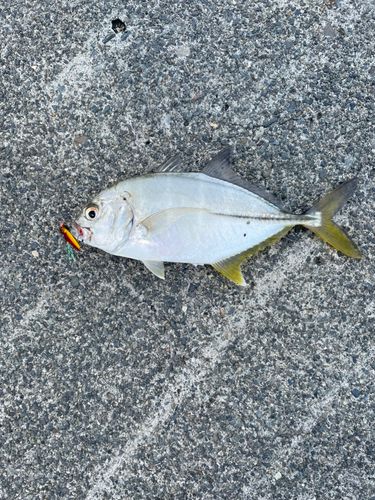メッキの釣果
