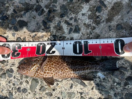 オオモンハタの釣果