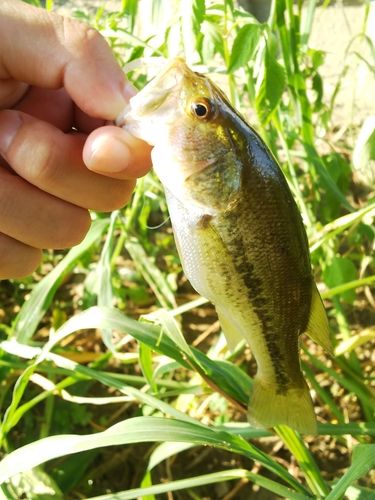 ラージマウスバスの釣果