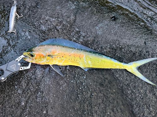 シイラの釣果