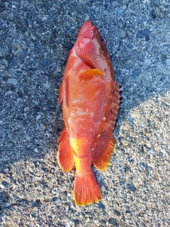 アカハタの釣果