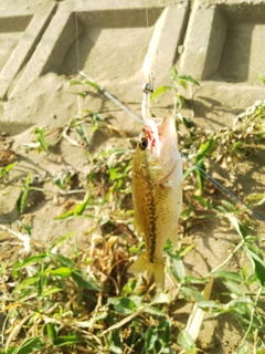 ラージマウスバスの釣果