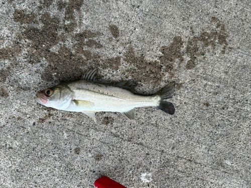 セイゴ（マルスズキ）の釣果