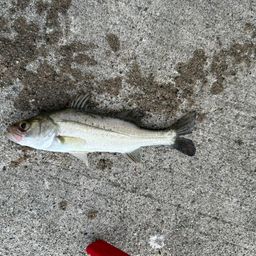 セイゴ（マルスズキ）