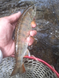 ヤマメの釣果