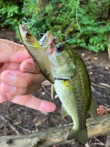 ラージマウスバスの釣果