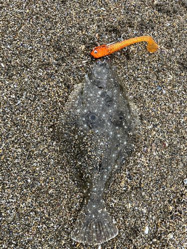 ソゲの釣果