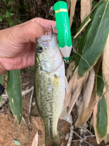 ラージマウスバスの釣果