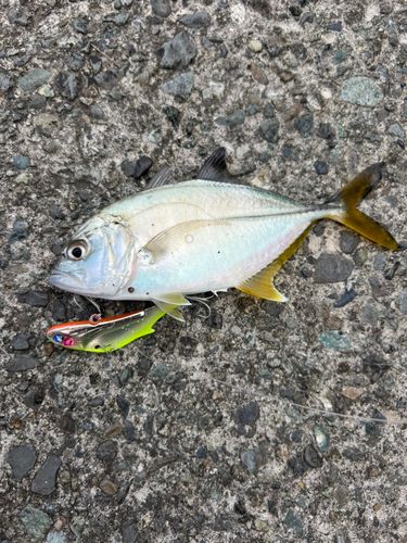 ギンガメアジの釣果