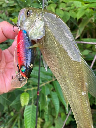 ラージマウスバスの釣果